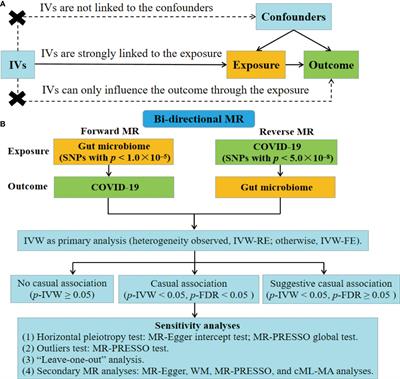 Frontiers | Genetic Support Of The Causal Association Between Gut ...